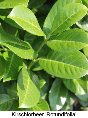 Kirschlorbeer Rotundifolia oder Kirschlorbeer Novita | Gardline